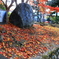 石上神宮外苑公園の紅葉　３
