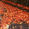 石上神宮外苑公園の紅葉　４