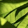 緑、そして　光と影
