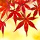 紅葉　あか