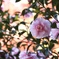 山茶花と紅葉