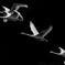 Black　white