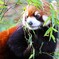 レッサーパンダ ２