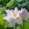 蓮花１