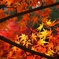 遅めの紅葉