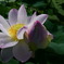 蓮花2
