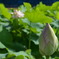 蓮花3
