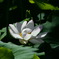 蓮花4