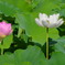 蓮花5