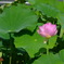 蓮花6