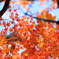 師走の紅葉