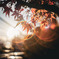 紅葉（幡ヶ谷）オールドレンズ