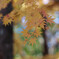いつもの紅葉