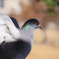 公園の鳩
