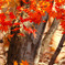 山紅葉