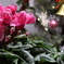 ちょっと早いけど、メリークリスマス！