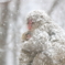 雪の降る日の親子