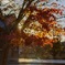 名残紅葉