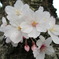 桜のアップ