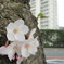 桜のアップ