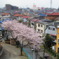 2010年の桜