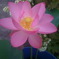 蓮の花