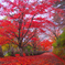 IMG_1227-25mm-F3,5-241127-SILKYPIX_...-.