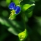 夏の花１７「露草（つゆくさ）」
