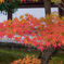 紅を纏う