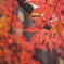 地元紅葉狩り