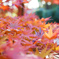 冬紅葉