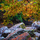 紅葉期の山中で描く点描画風景