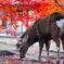 奈良公園　シカと紅葉
