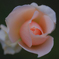冬の薔薇