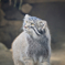 Pallas’s cat