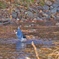 オナガの水浴び