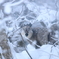 雪降る森のカモシカ