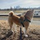 年末の柴犬
