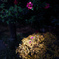 山茶花
