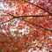 紅葉の絨毯