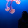 My Little Mermaid