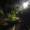 Forest Tunnel
