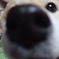 a dog.