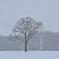 降 雪