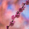 IMG_1518 (8)-180mm-F3,5-240302-Luminar N