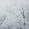 初雪