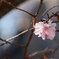 冬桜
