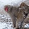 雪の中の子連れ猿