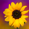 BS6T2572-500mm-F4,0-221027-....SILKYPIX_