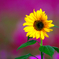 BS6T2198-500mm-F4,0-221027-....SILKYPIX_